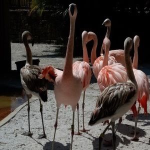 Meet your Posher, Joan